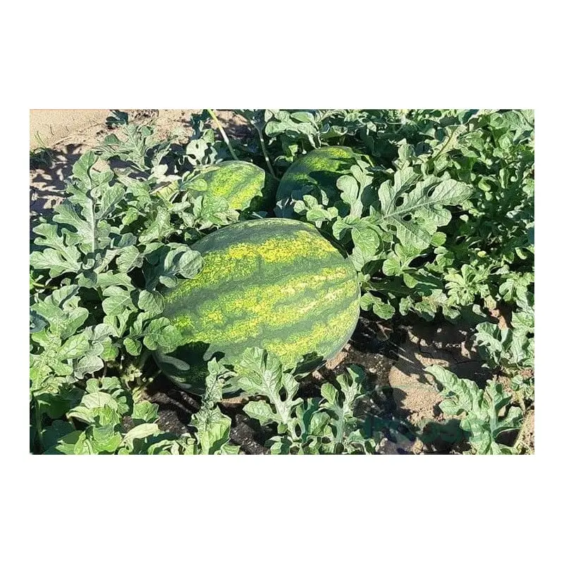 Seminte pepene verde Red Secret F1