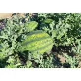 Seminte pepene verde Red Secret F1