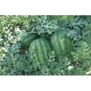 Seminte pepene verde Red Secret F1
