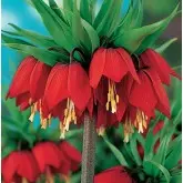Bulbi fritillaria Talpa stop Maxima Rubra, 1 bulb
