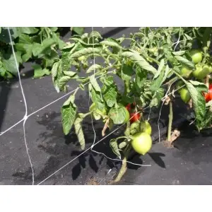 Plasa plante cataratoare Horti-Plant alba, 12x12 cm