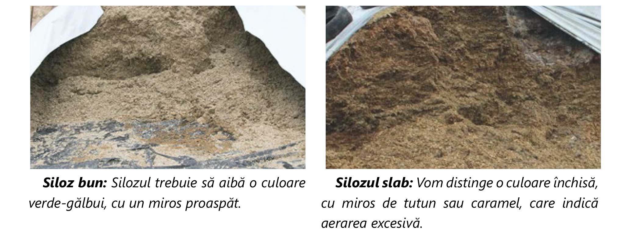 Slioz-Silobags-calitate