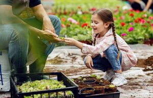 Ingrasaminte flori si cum fertilizam florile la ghiveci