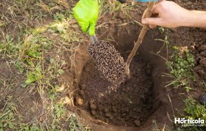 Cum influenteaza ingrasamantul organic plantele?