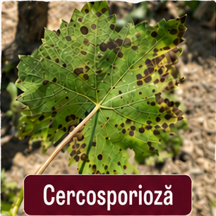 Cercosporioza