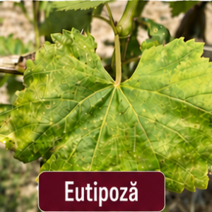 Eutipoza