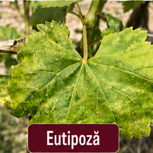 Eutipoza