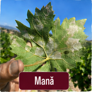 Mana