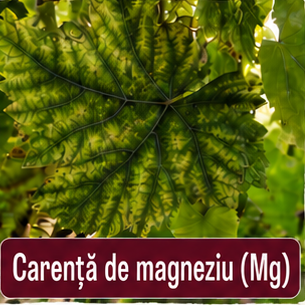Carenta de magneziu