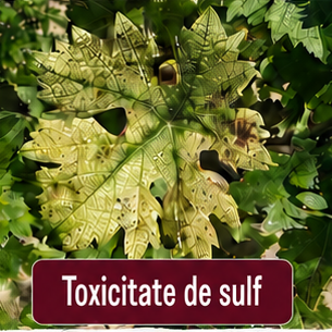 Toxicitate de sulf