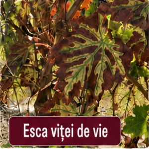 Esca vitei de vie