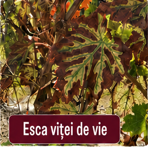 Esca vitei de vie