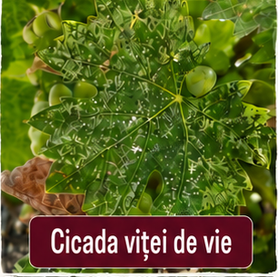 Cicada vitei de vie