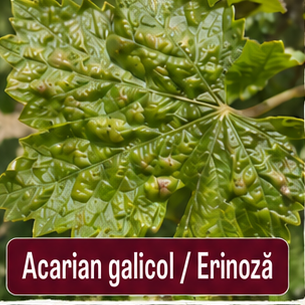 Acarian galicol / Erinoza
