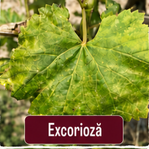 Excorioza