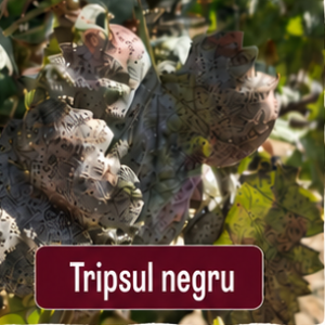 Tripsul negru
