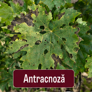 Antracnoza