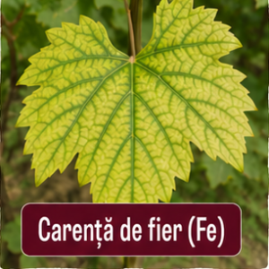 Carenta de fier