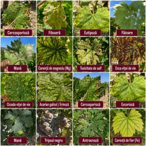 Biotic & abiotic stres vita de vie