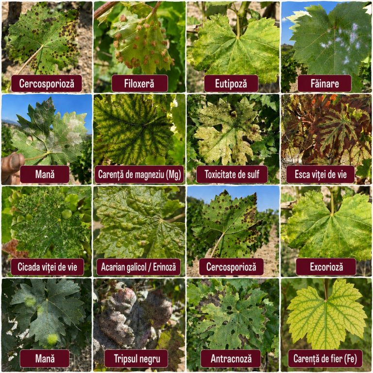 Biotic & abiotic stres vita de vie
