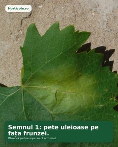 CARUSE~2