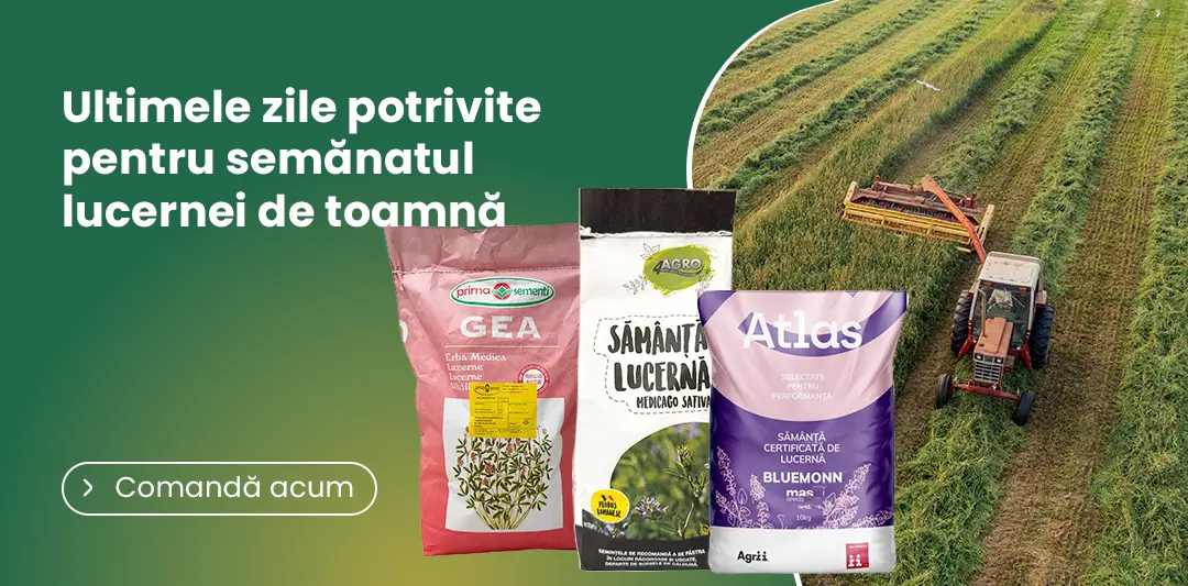 Lucerna de toamna