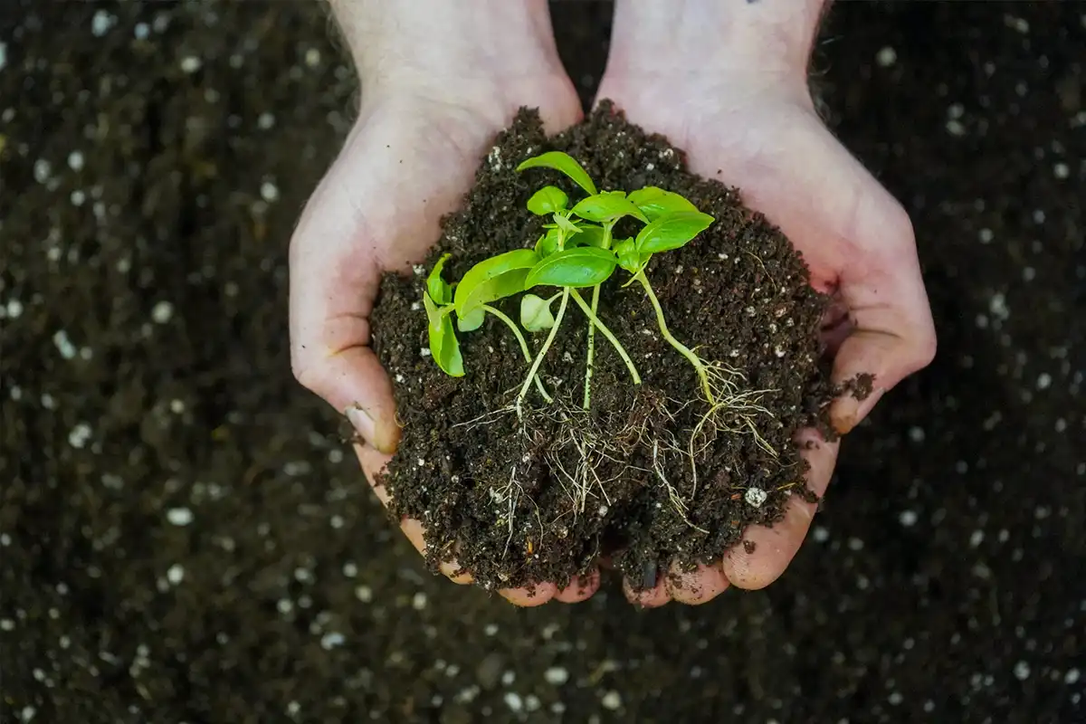 Substraturi profesionale