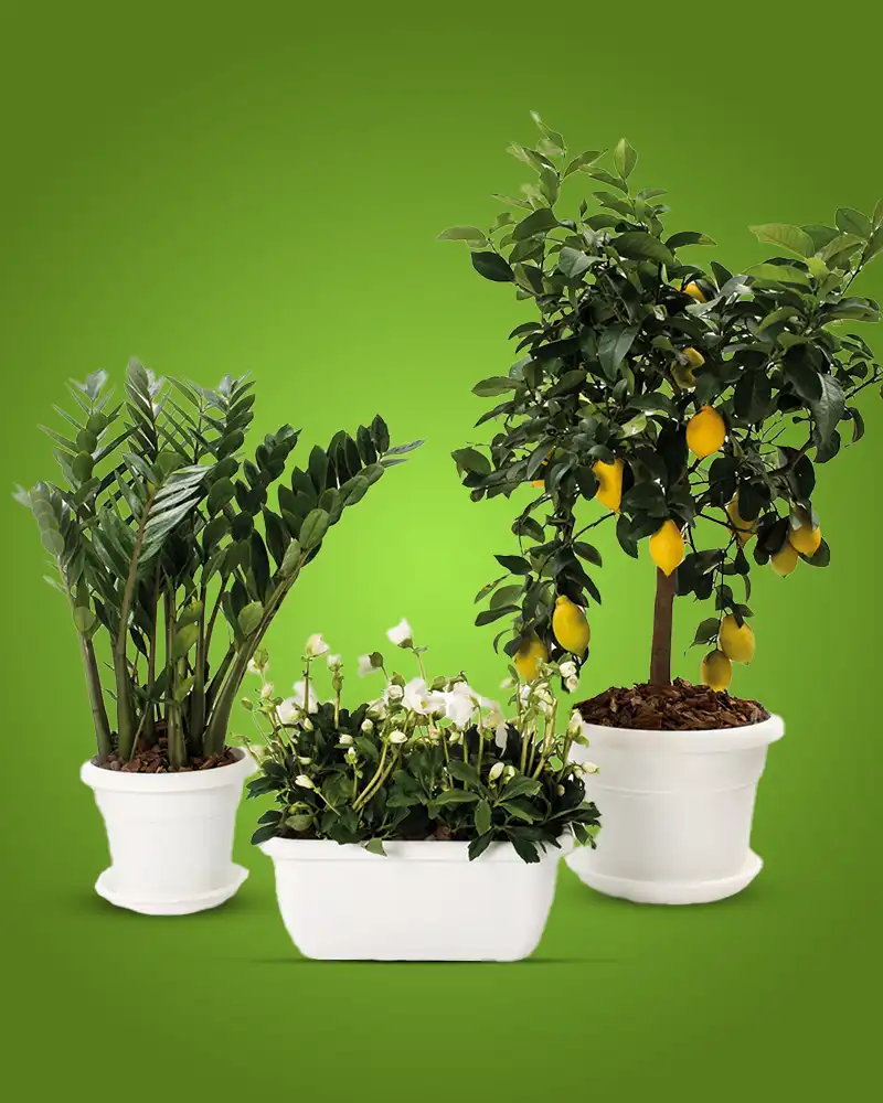 Ghivece flori si jardiniere