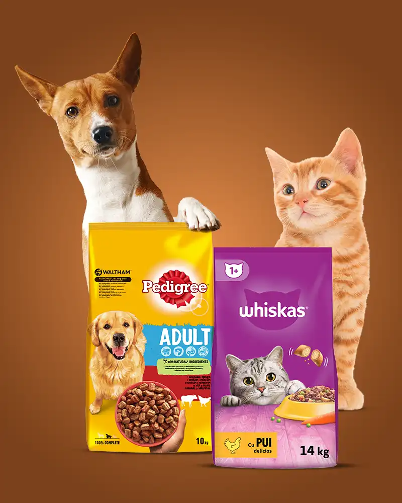 Hrana caini si pisici