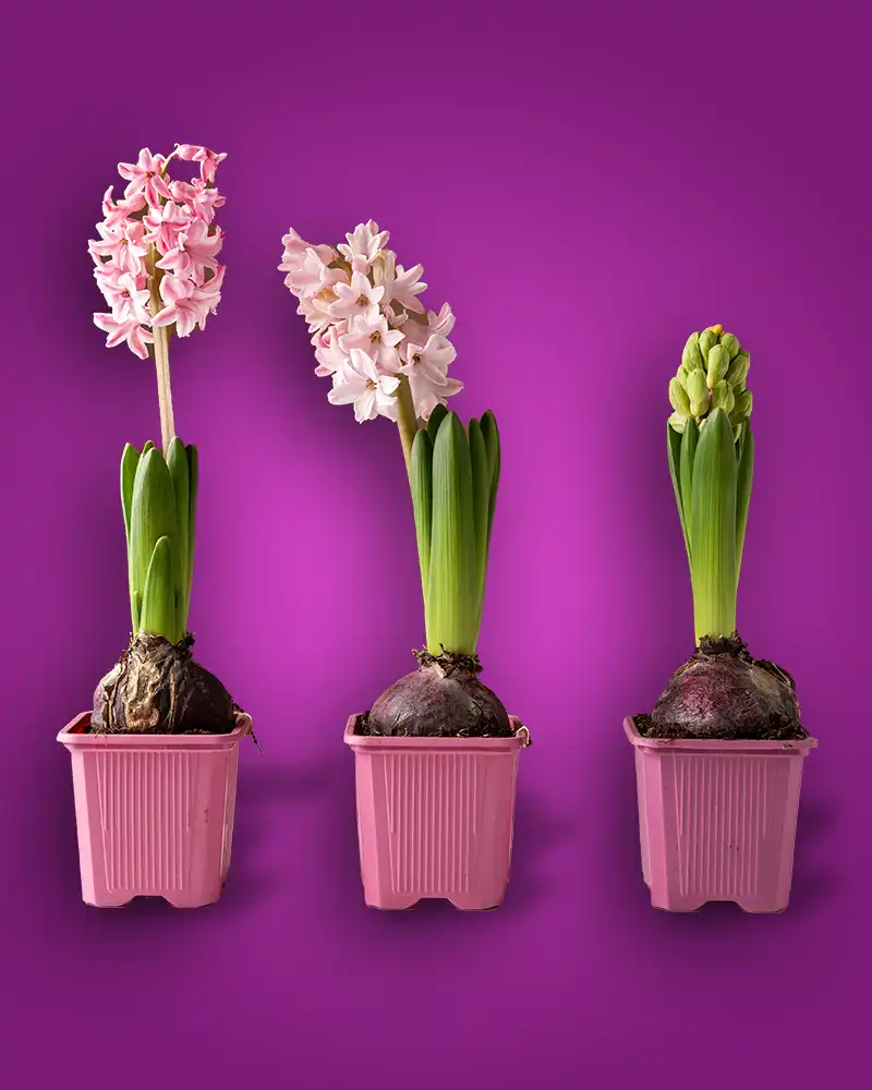 Seminte si bulbi de flori